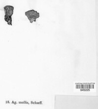 Crepidotus mollis image